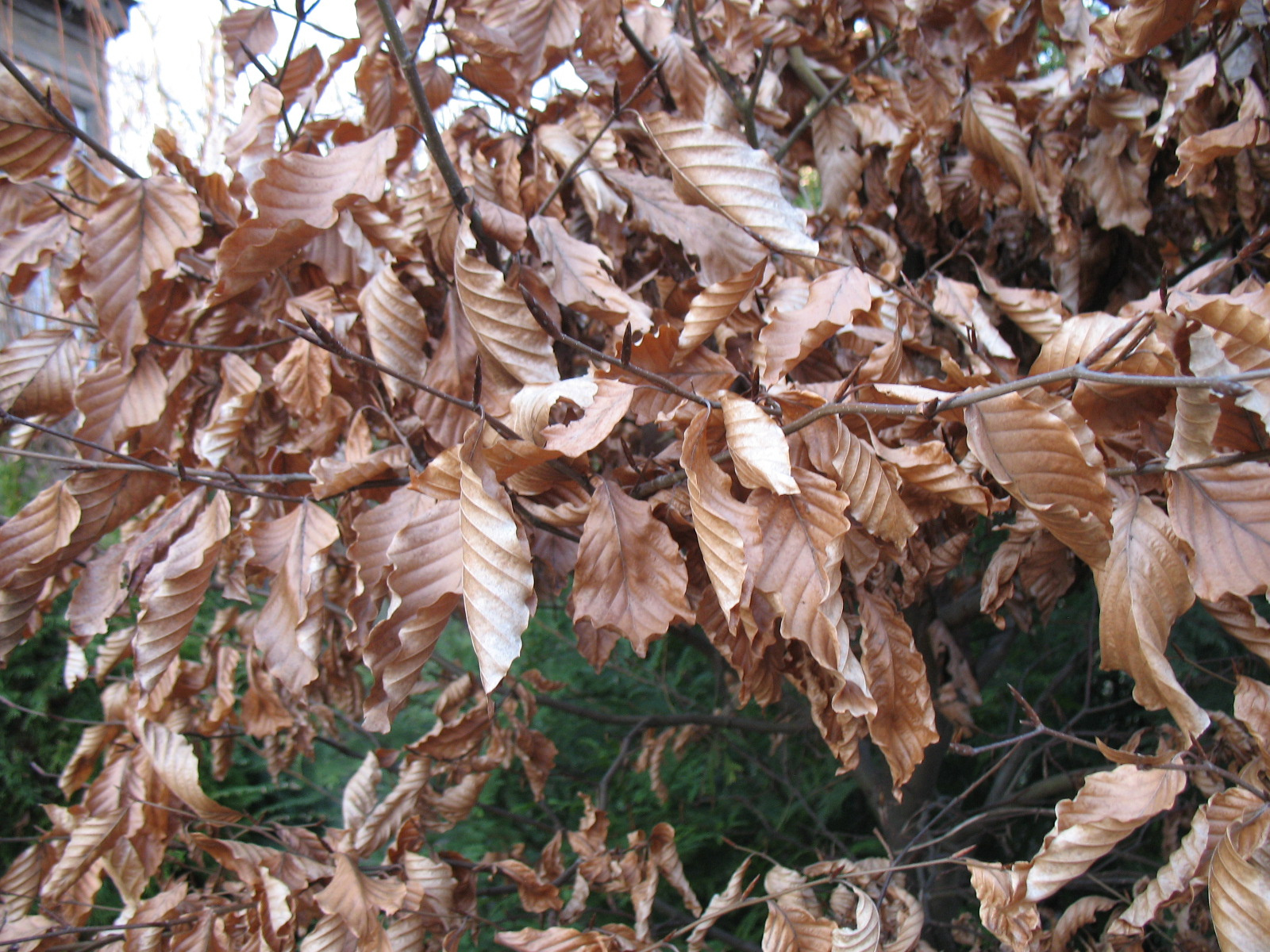 Бук европейский Latvija Liepāja Libau Autumn Leaves Латвия Либава весна осень листья бук европейский лесной