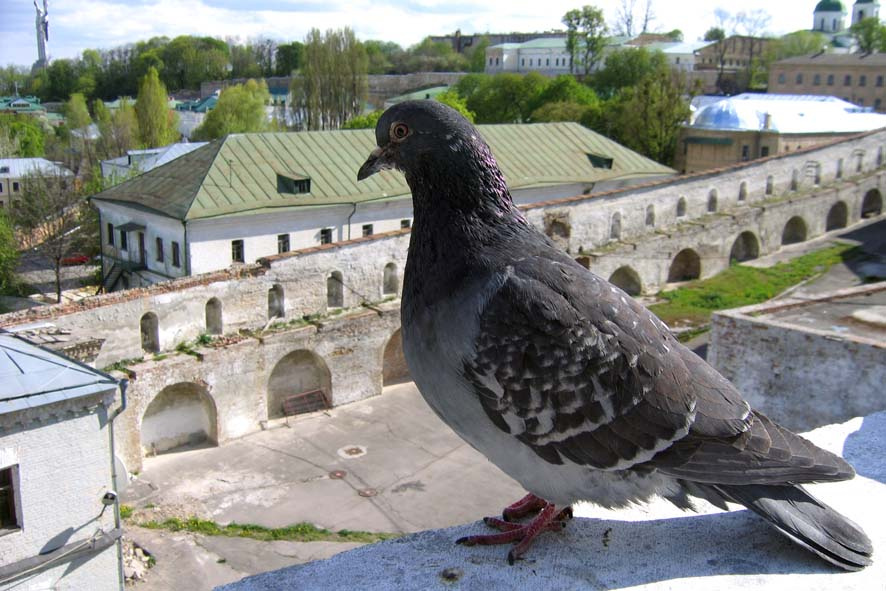 На крыше дома твоего... 