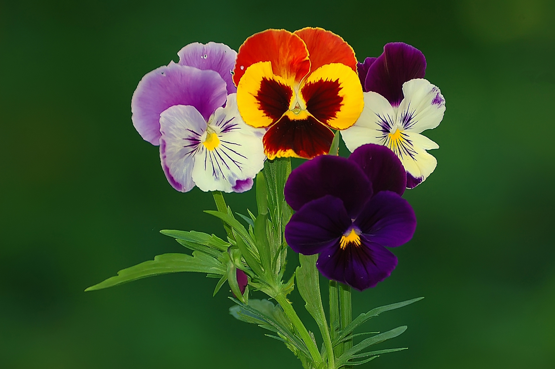 Подружки природа