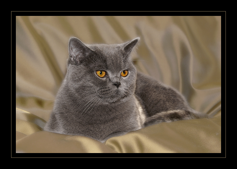 Кот кот выставка