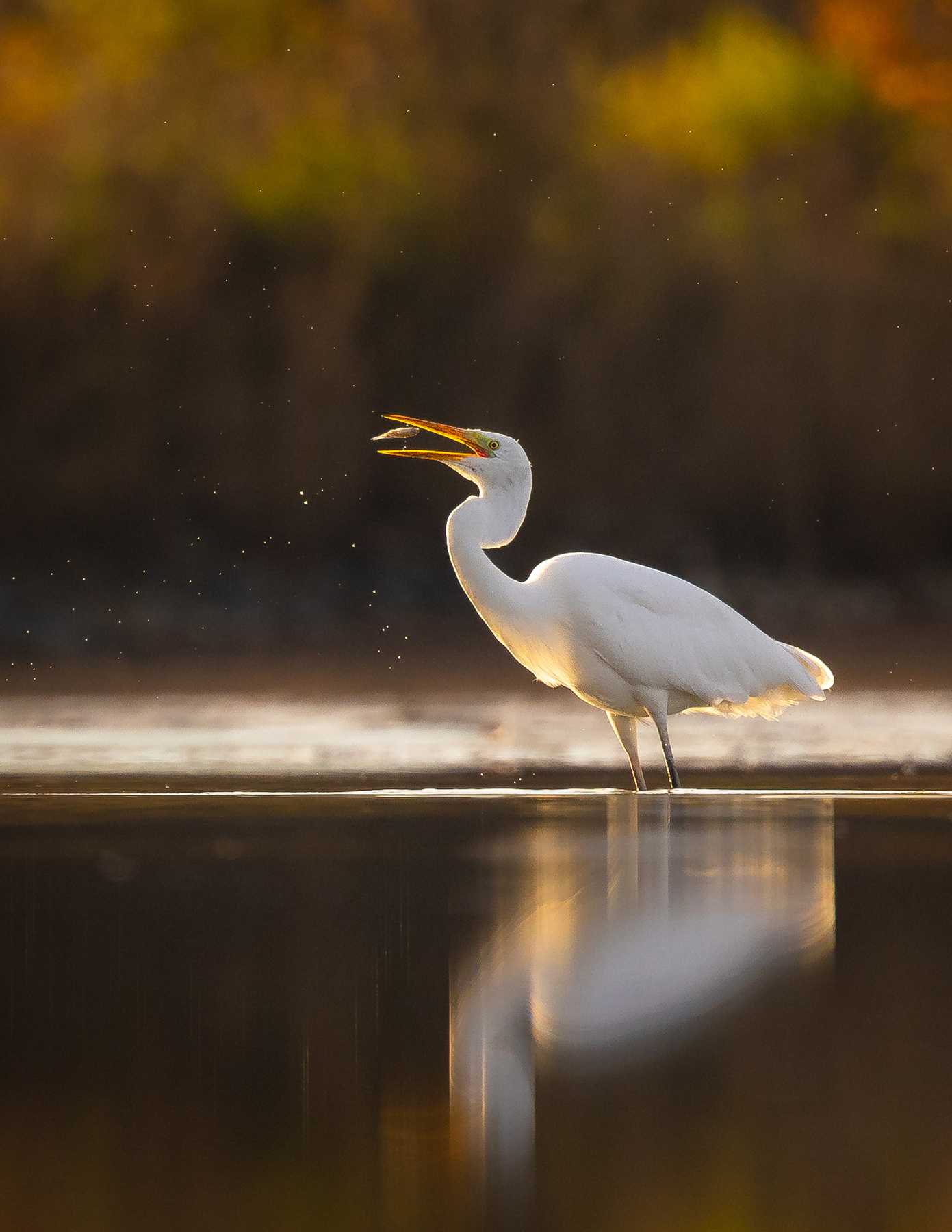 Heron 