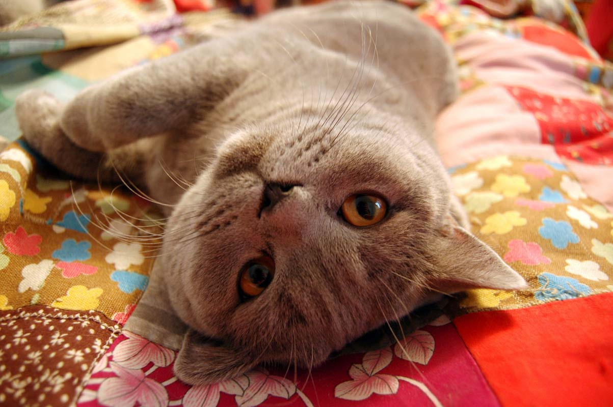 британец кот британский