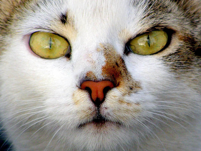кошачий портрет 