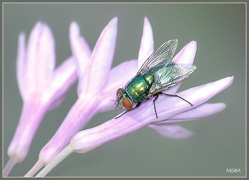 The Fly 