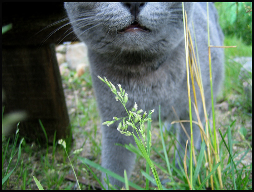 *** кошка