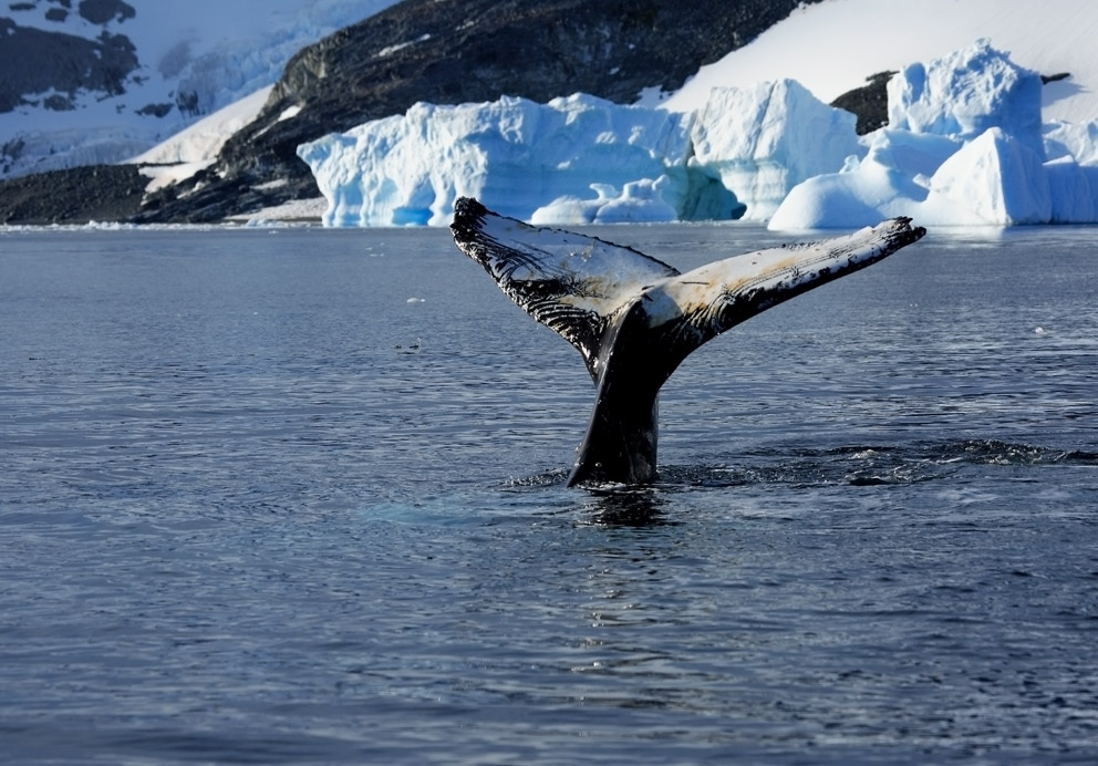 Photowhaling 4 Photowhaling 4