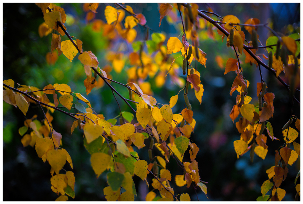 Autumn 