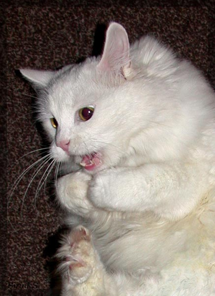 Агрессия кошка агрессия