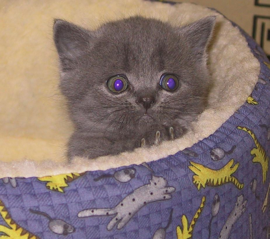 Глазастик Котенок