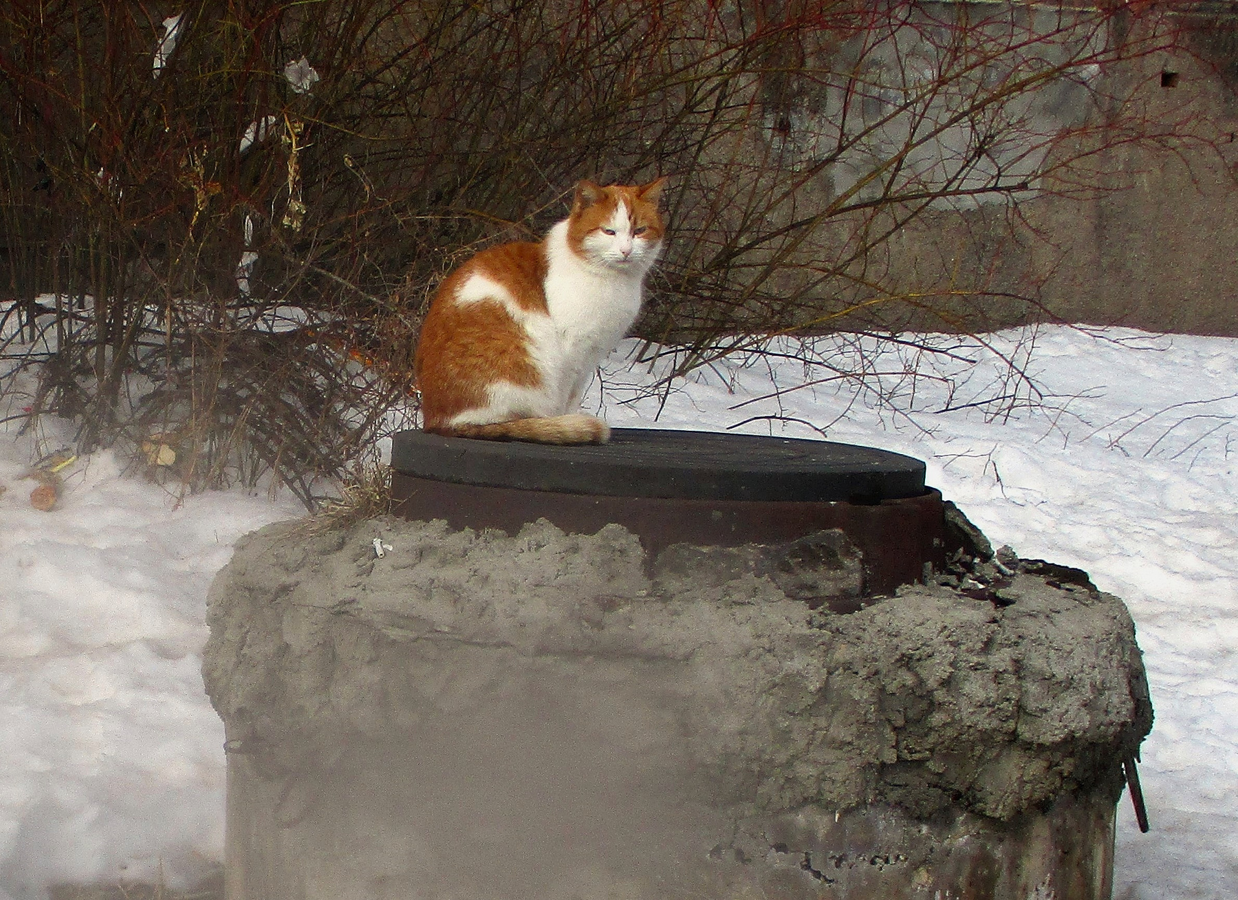 Рыжик Кот кошка животные весна