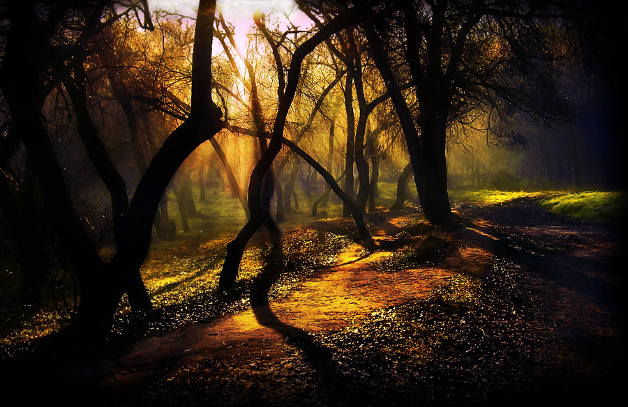 morning in the virgin forest 