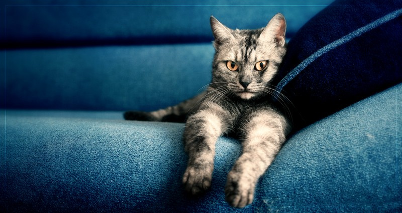 .... кошка 