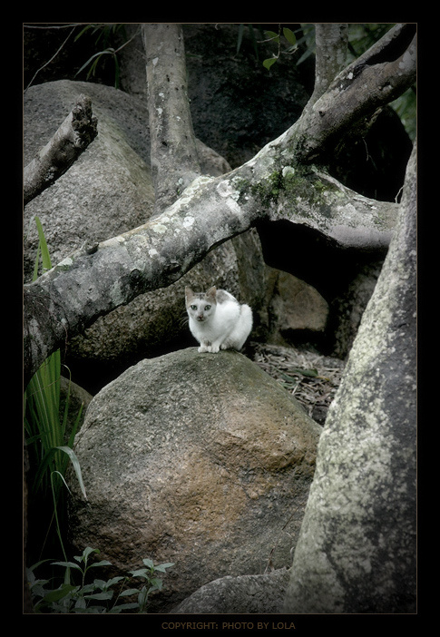 - дикая - кот кошка дикая лес