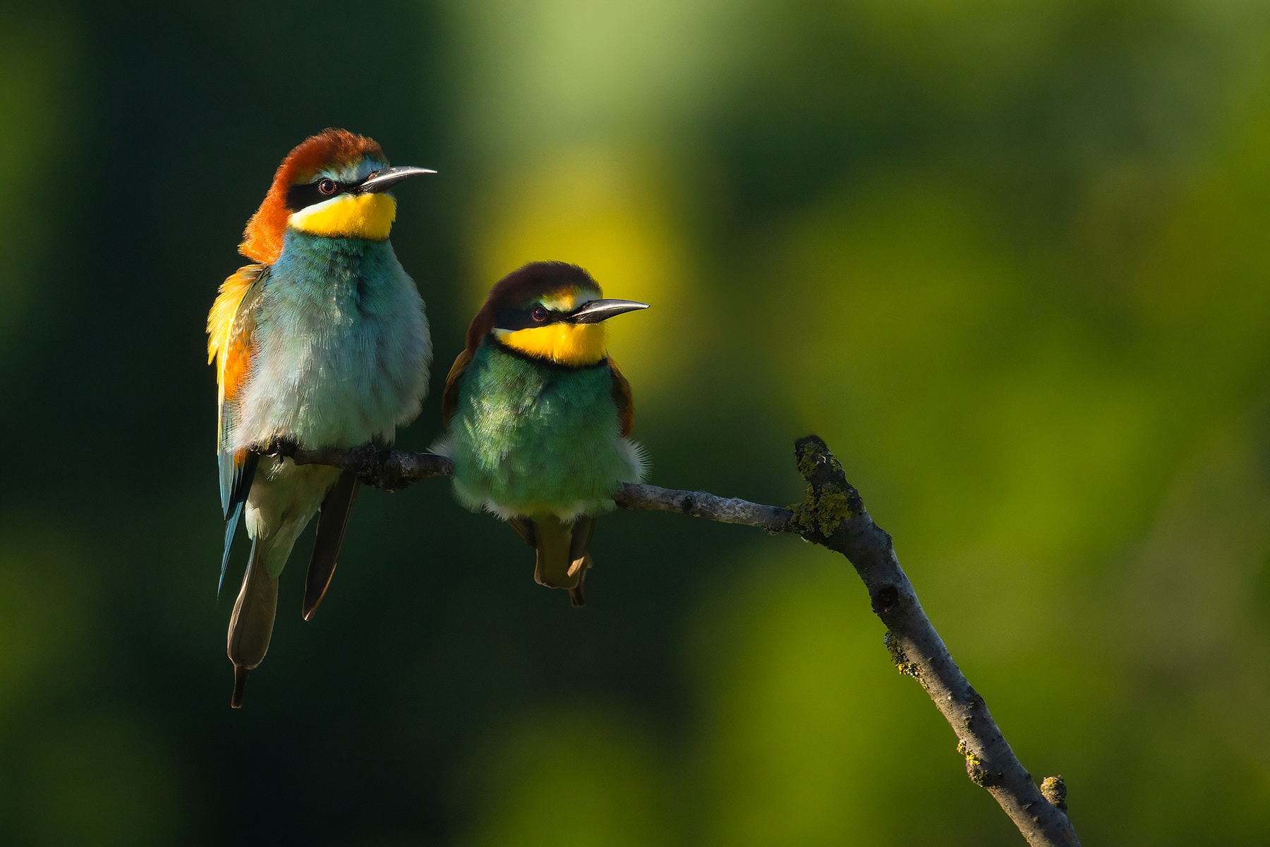 Bee-eater 