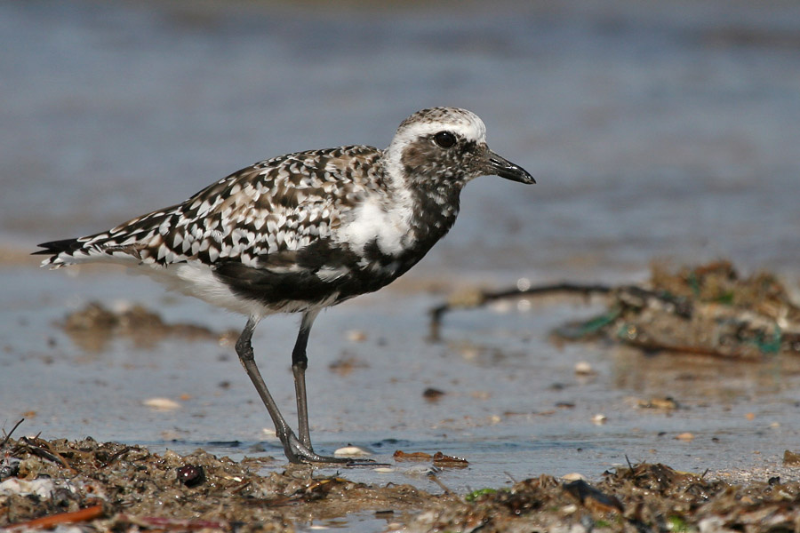 Тулес птица, тулес, Техас, Black Bellied Plover, Texas