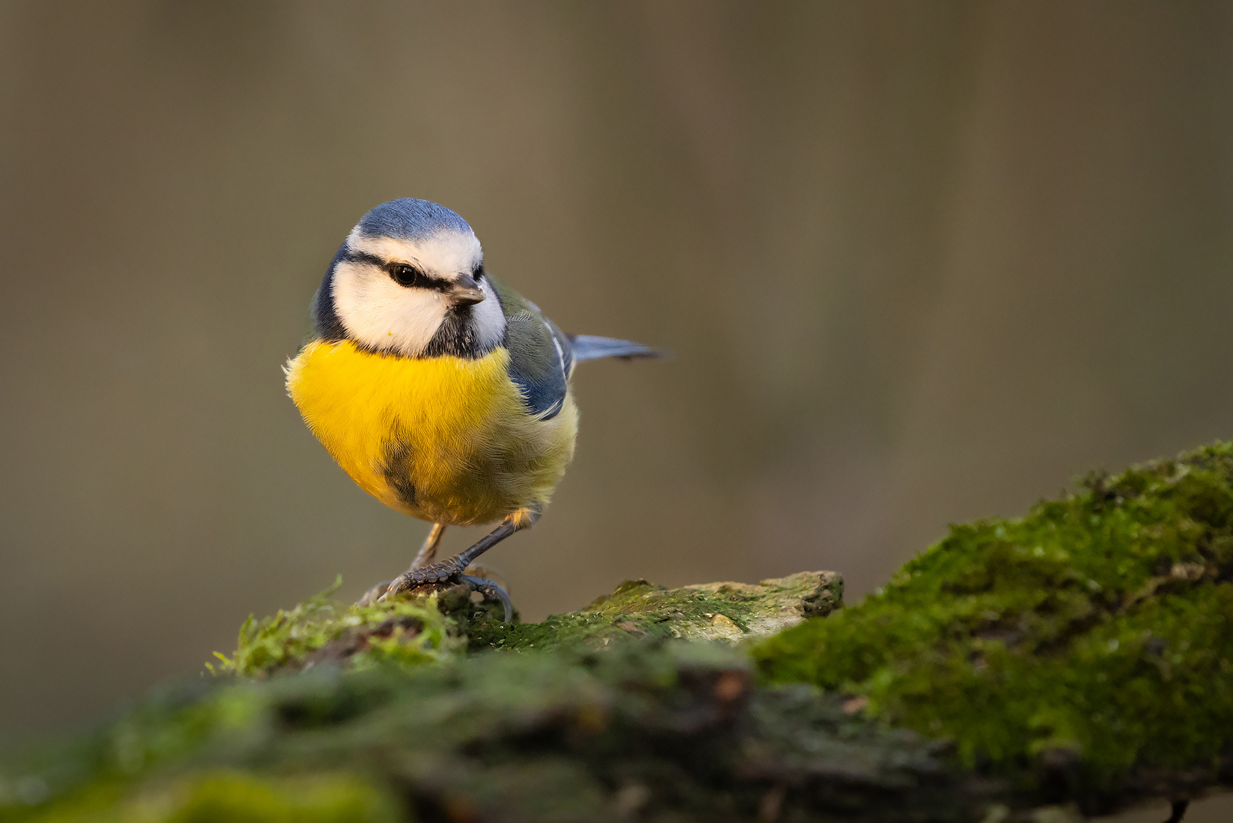 Titmouse 