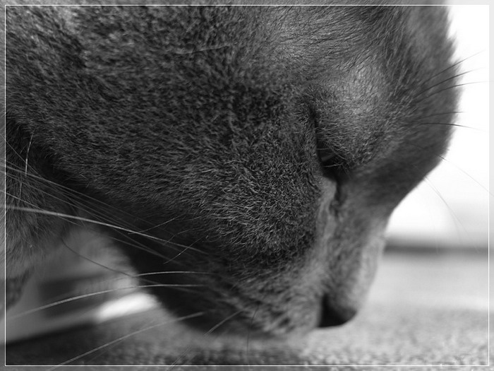Кошачий сон кошка