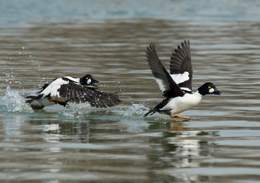 Изгнание Гоголь, Goldeneye, Bucephala changula, изгнание