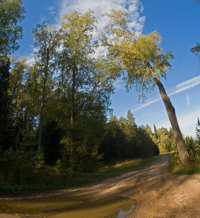 Лесными путями лес дорога дерево небо