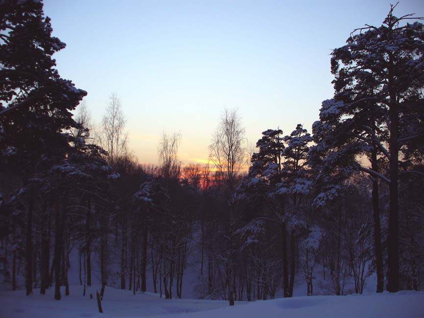 crimson dusk лес закат сумерки снег зима