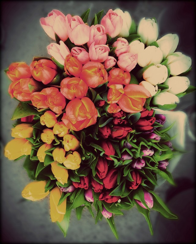 tulips 