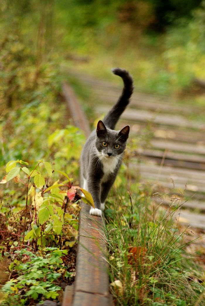Которая гуляет кошка, осень, рельсы