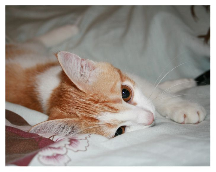 Коша 