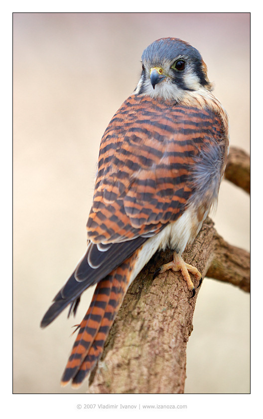 Пустельга 3 Пустельга воробьиная american kestrel