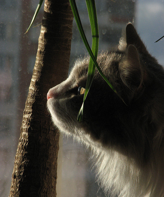 Котик кот cat