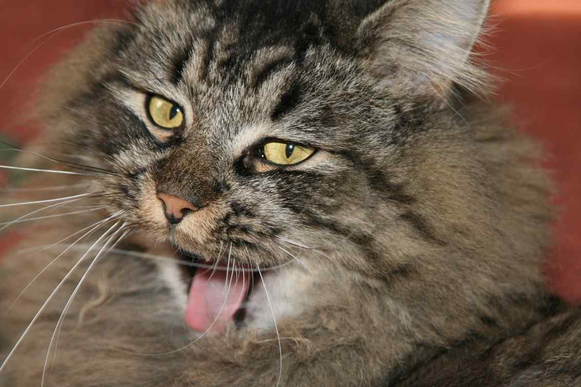 кот ученый кот, животные