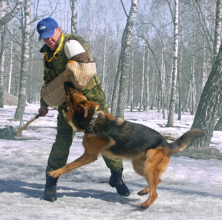 Единоборство собака немецкая овчарка