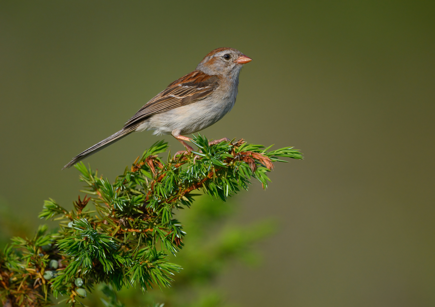 Field Sparrow 