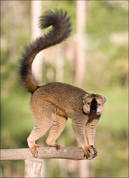 Ты мне нравишься!.. мадагаскар madagascar