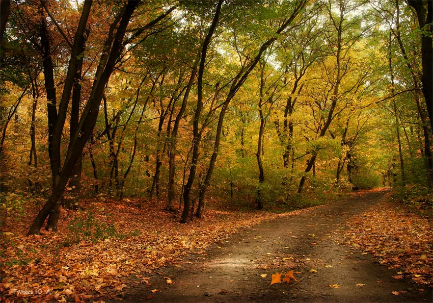 Вспыхнула осень.. вспыхнула осень