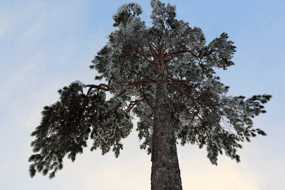 Christmas tree 