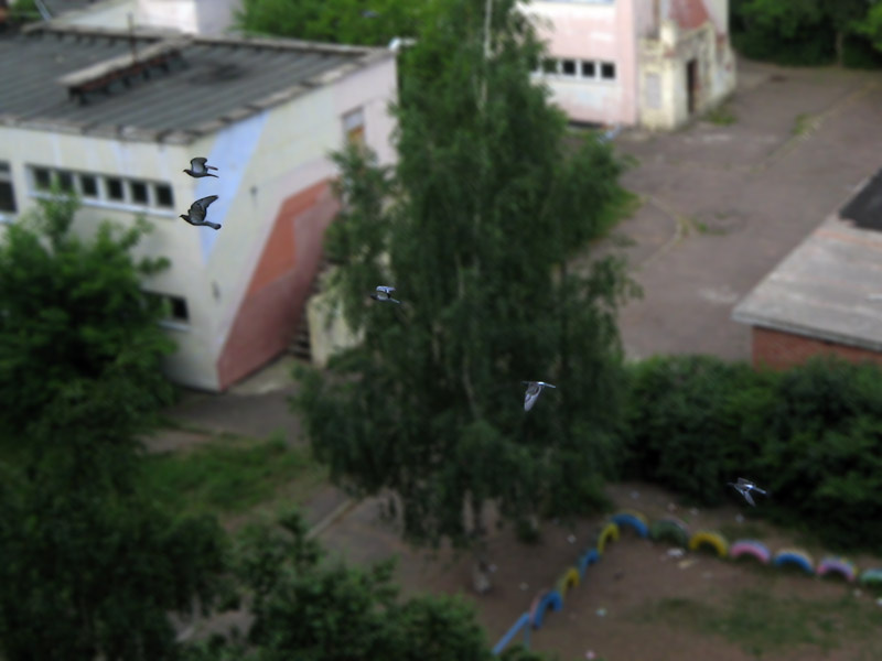 Клин птица голубь