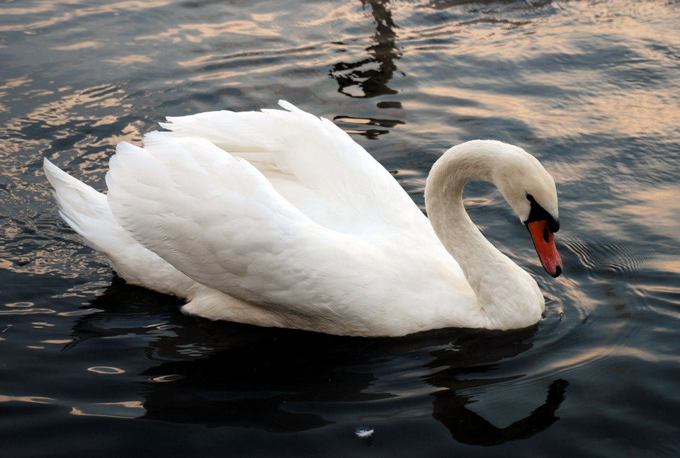 Swan лебедь лебеди