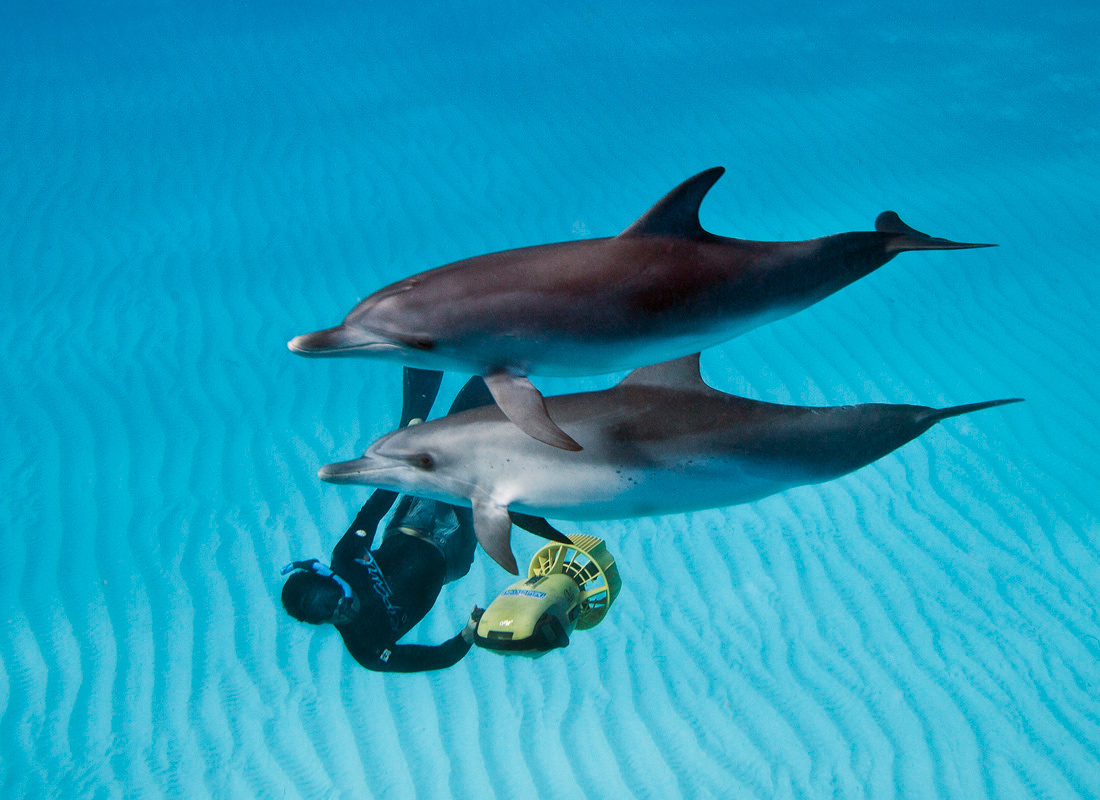 dolphine+ 