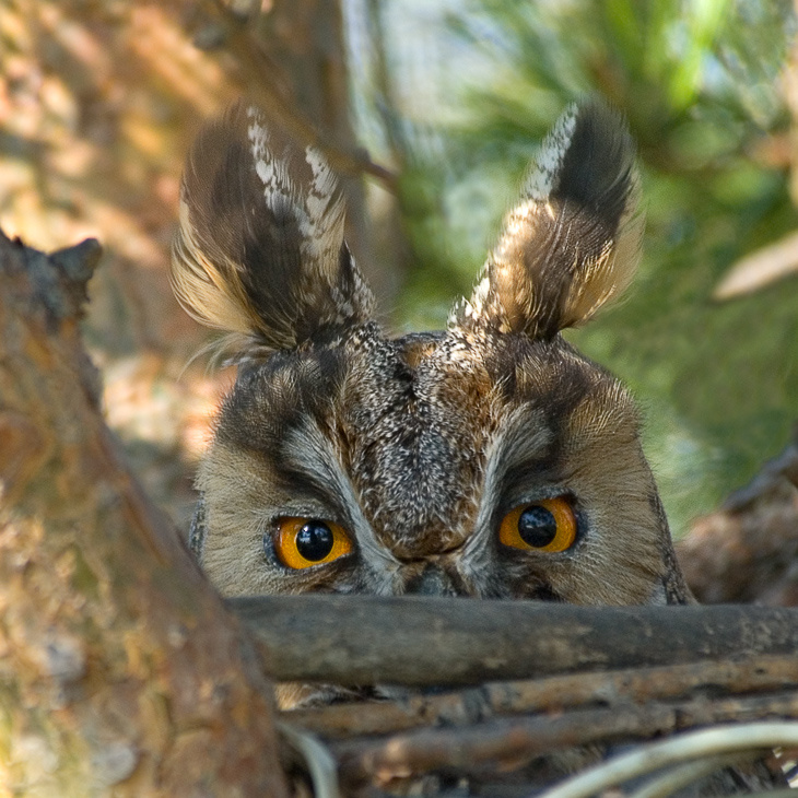 Ушастик московский Ушастая сова, Long-eared Owl, Asio otus, гнездо