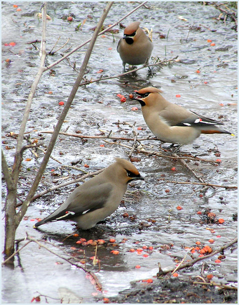 Остатки сладки свиристель waxwing
