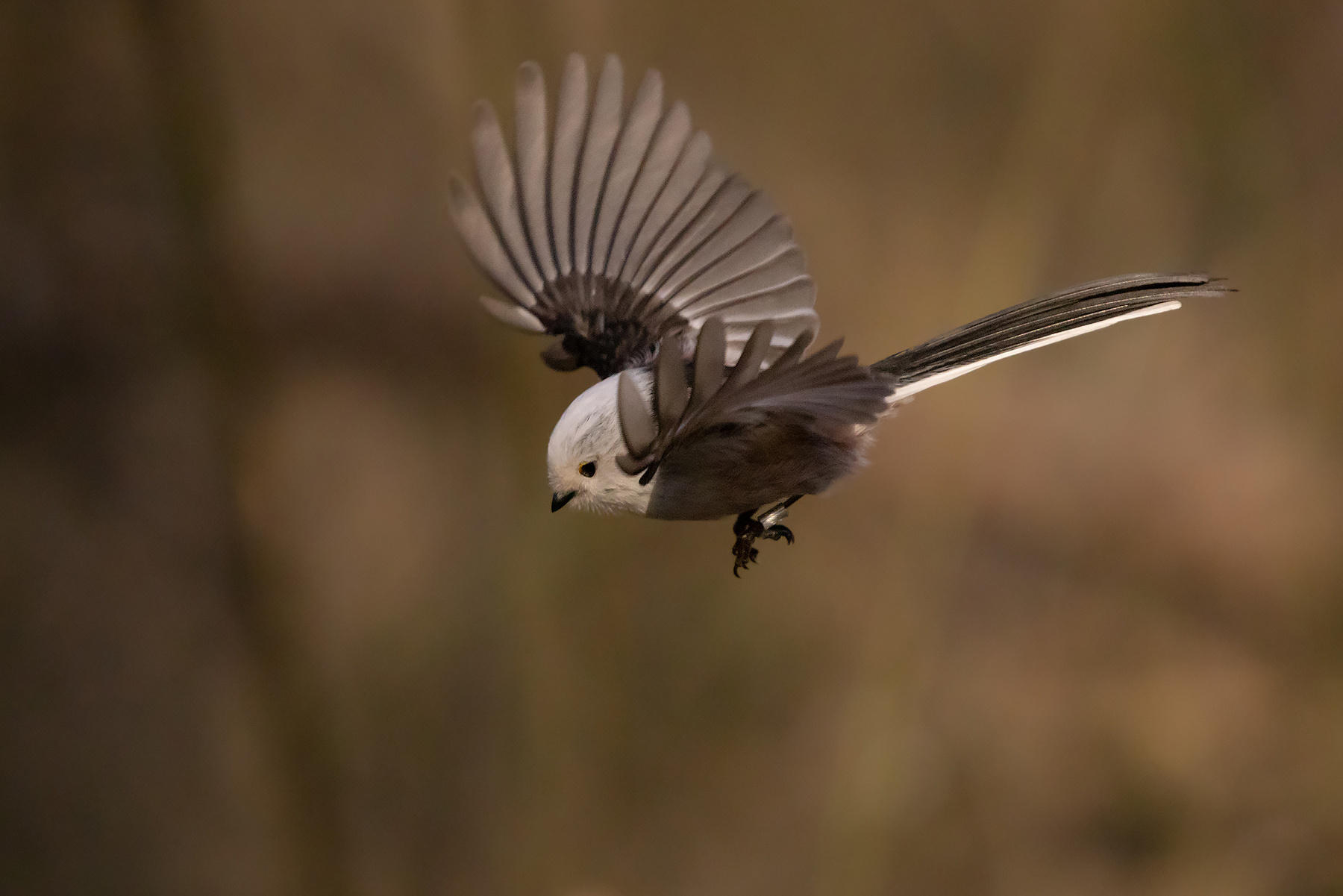 Long-tailed Ti 