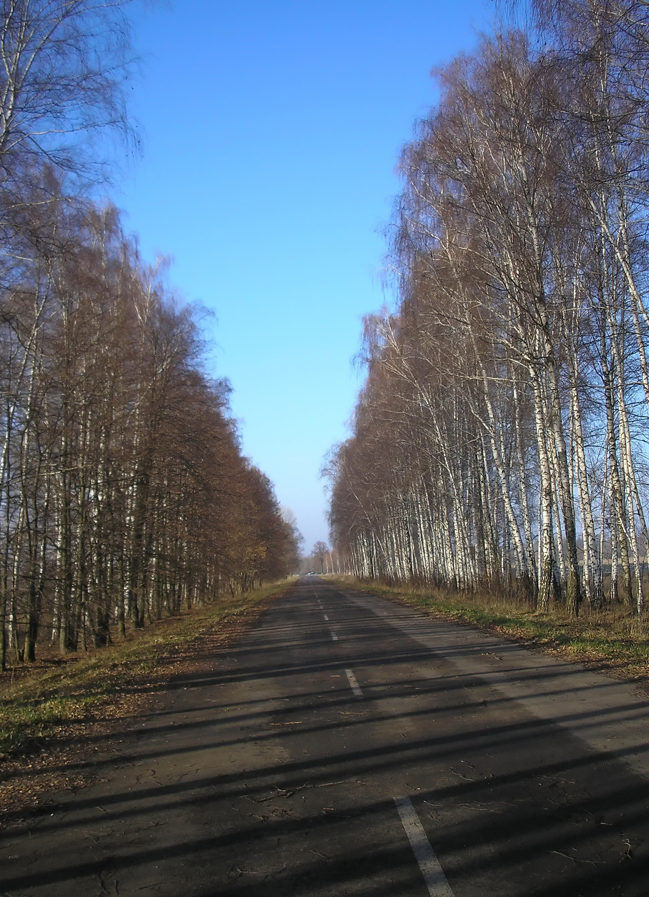 Тени Березы солнце зима