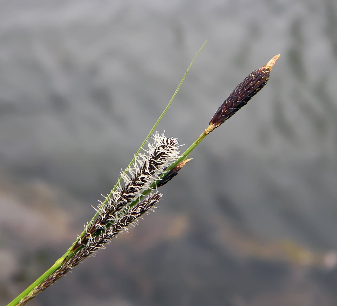 Осока-дернистая-(Carex-caespitosa) Река трава цветение осока дернистая carex