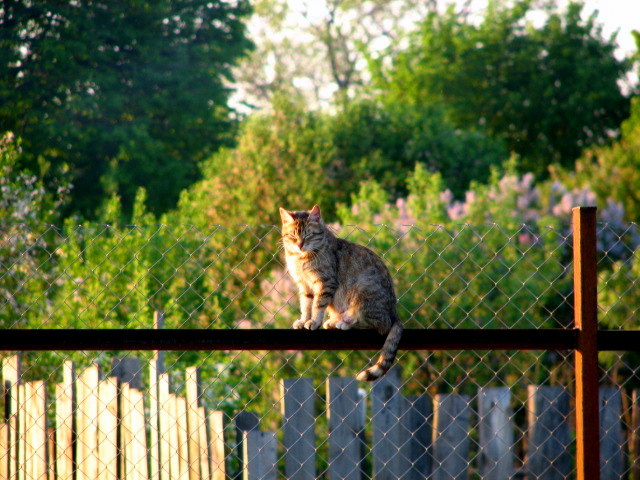 Rural cat 