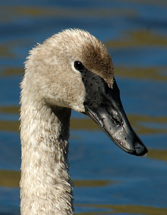 Lebed Trumpter Swan