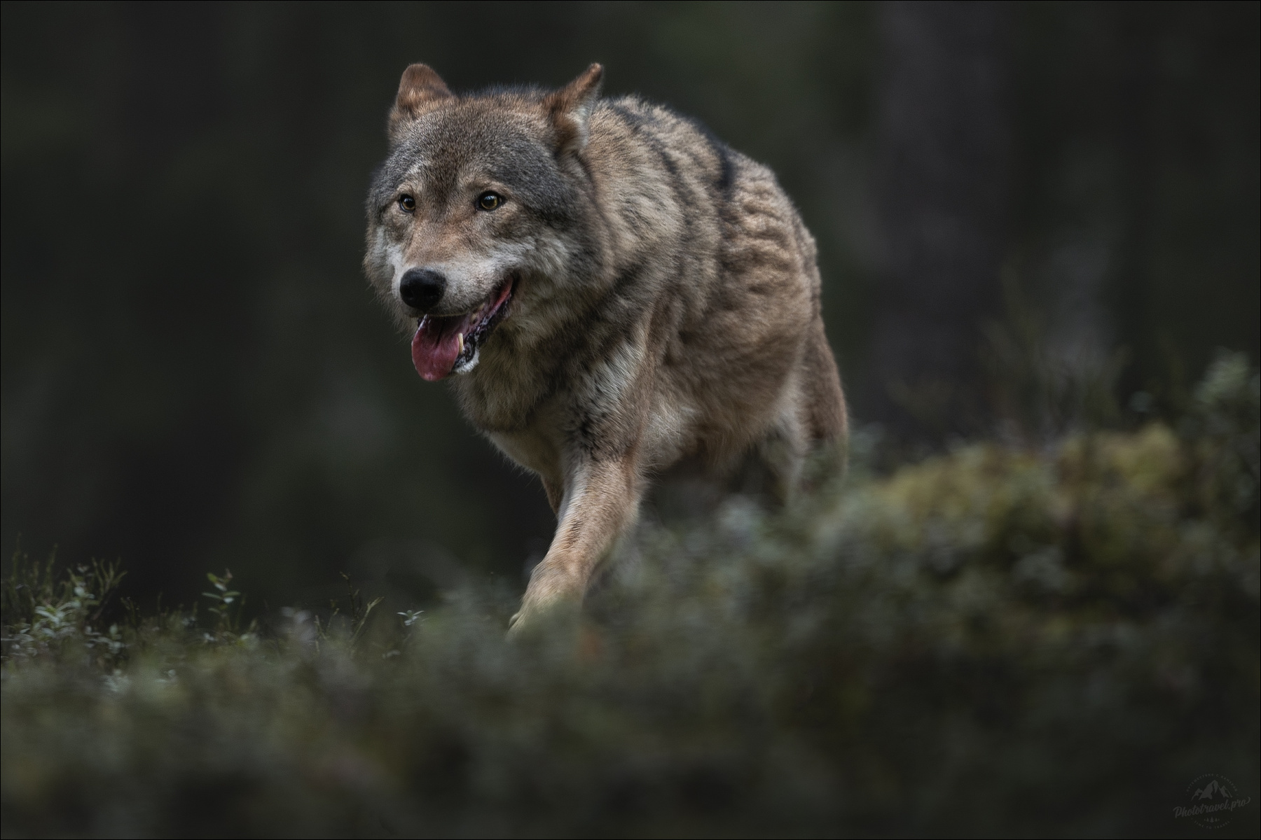 По следу .. волк серый европейский фототур canis lupus красный бор заказник
