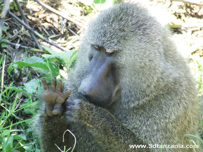 Маникюр удался!!! Танзания Бабуин Tanzania Baboon