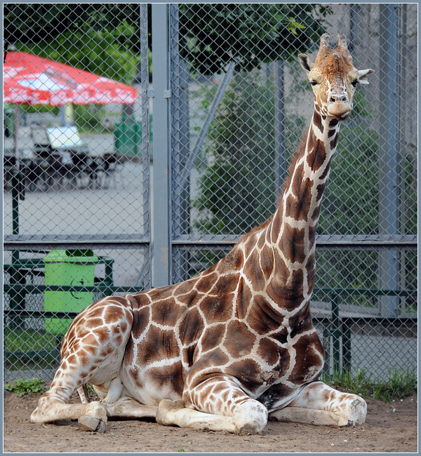 Воскресный вечер в зоопарке жираф Giraffa camelopardalis