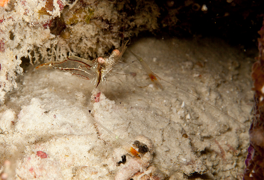 *** shrimp, ocean, indian, macro, transparent