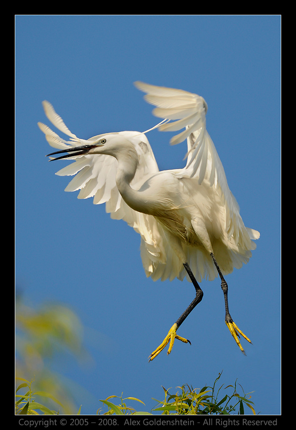 МАЛАЯ БЕЛАЯ ЦАПЛЯ (Egretta garzetta). МАЛАЯ БЕЛАЯ ЦАПЛЯ Egretta-garzetta